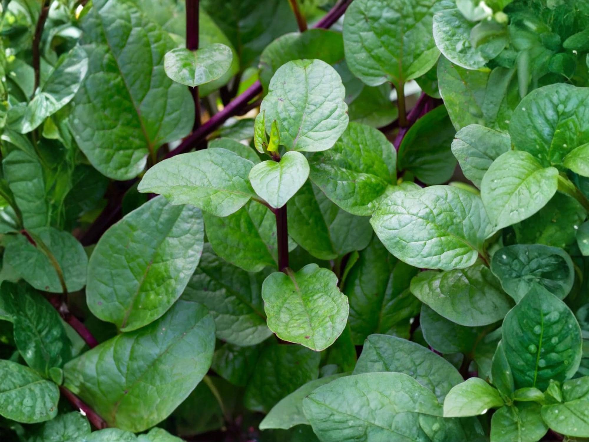 Red Stem Malabar Spinach Seeds – Heat-Tolerant Climbing Vegetable, Non-GMO, Tropical Green, Edible Ornamental, Vining Plant