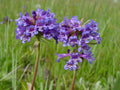 Rydberg's Penstemon Seeds | Native Perennial Wildflower | Purple Lavender | Penstemon rydbergii (50 Seeds)