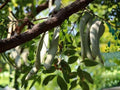 Gleditsia sinensis Seeds | Chinese Honeylocust, Soap Bean Tree | 10 Viable Seeds for Ornamental, Medicinal & Bonsai Cultivation