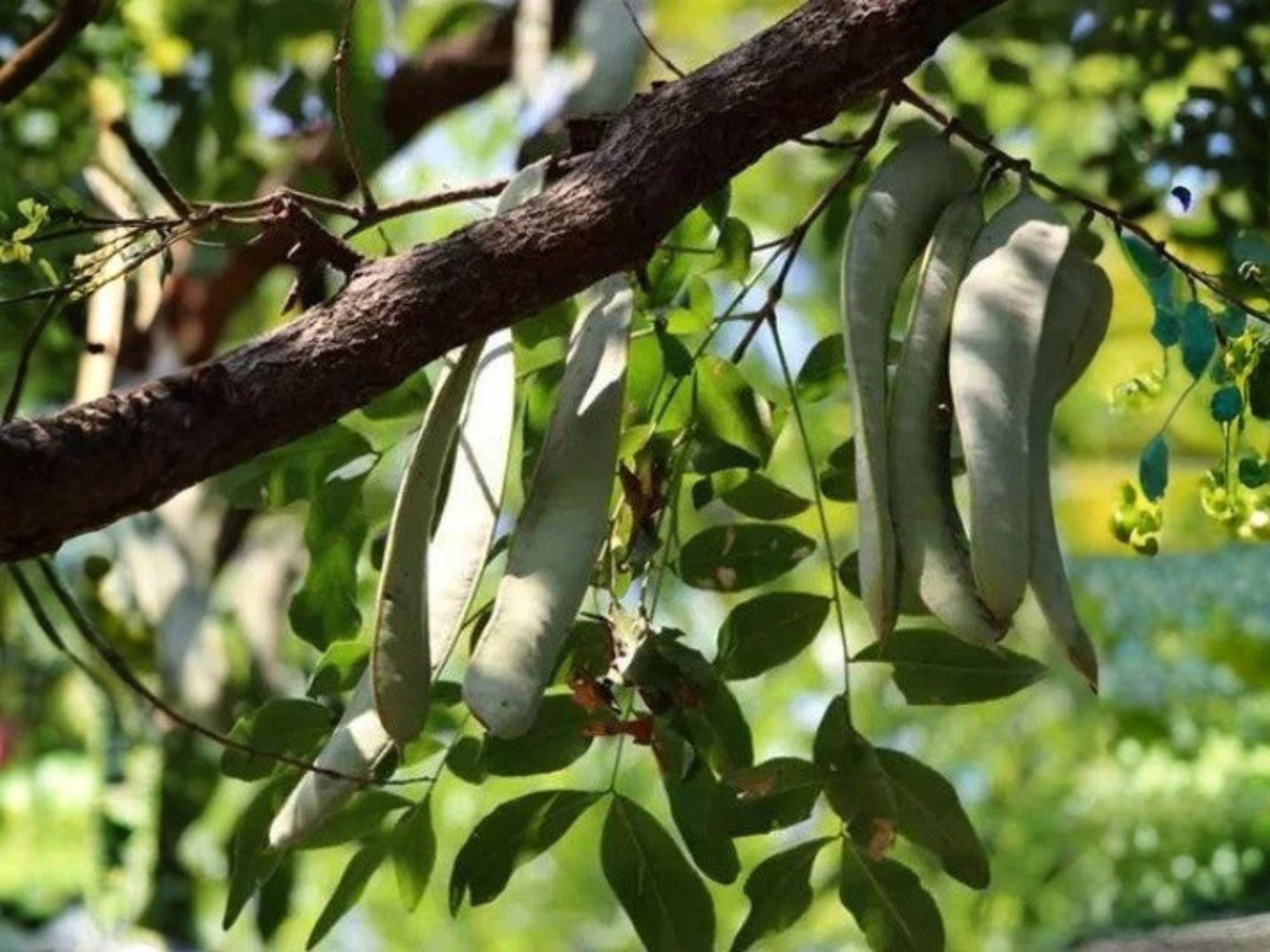 Gleditsia sinensis Seeds | Chinese Honeylocust, Soap Bean Tree | 10 Viable Seeds for Ornamental, Medicinal & Bonsai Cultivation