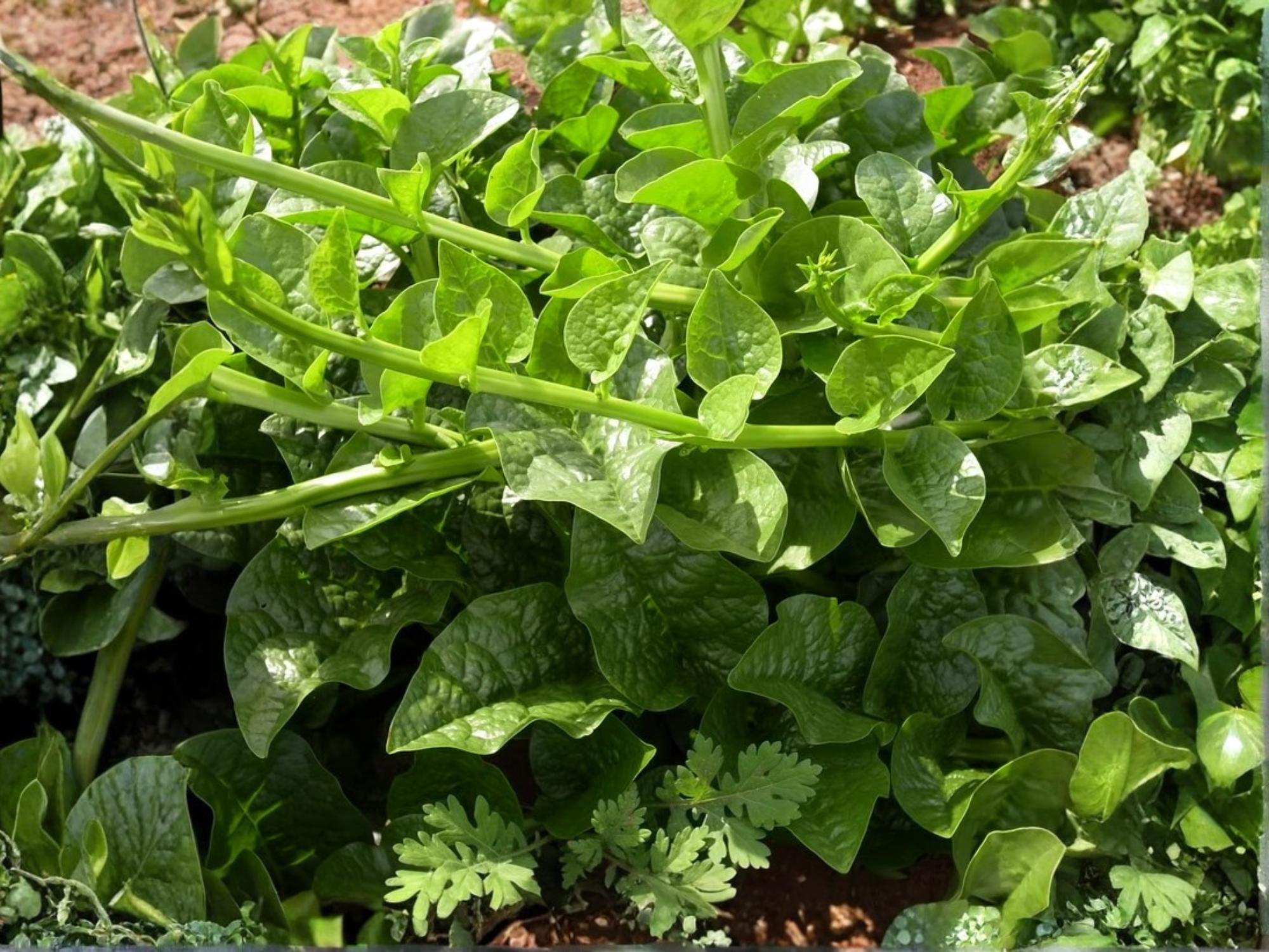 Green Vine Malabar Spinach Seeds – Heat Tolerant Climbing Vegetable, Non-GMO, Supreme Variety, Fast-Growing Green Leaf Plant