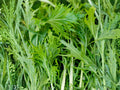 Mizuna Early Greens Seeds – Japanese Mustard Spinach, Non-GMO, Fast Growing, 500 Seeds for Salad, Baby Greens & Stir-Fries