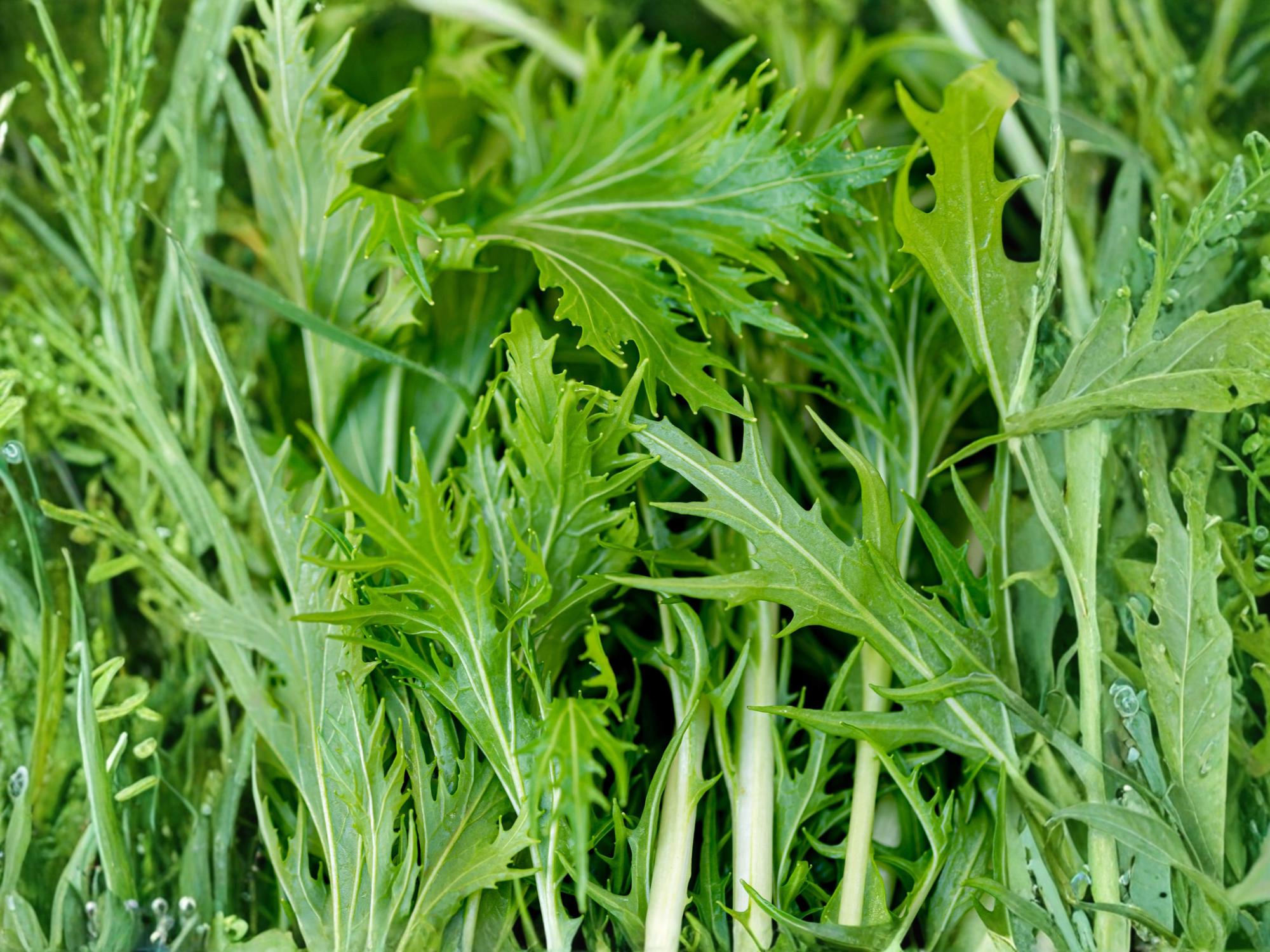 Mizuna Early Greens Seeds – Japanese Mustard Spinach, Non-GMO, Fast Growing, 500 Seeds for Salad, Baby Greens & Stir-Fries