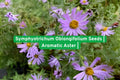 Symphyotrichum oblongifolium Seeds | Aromatic Aster Perennial Wildflower for Pollinators & Native Gardens