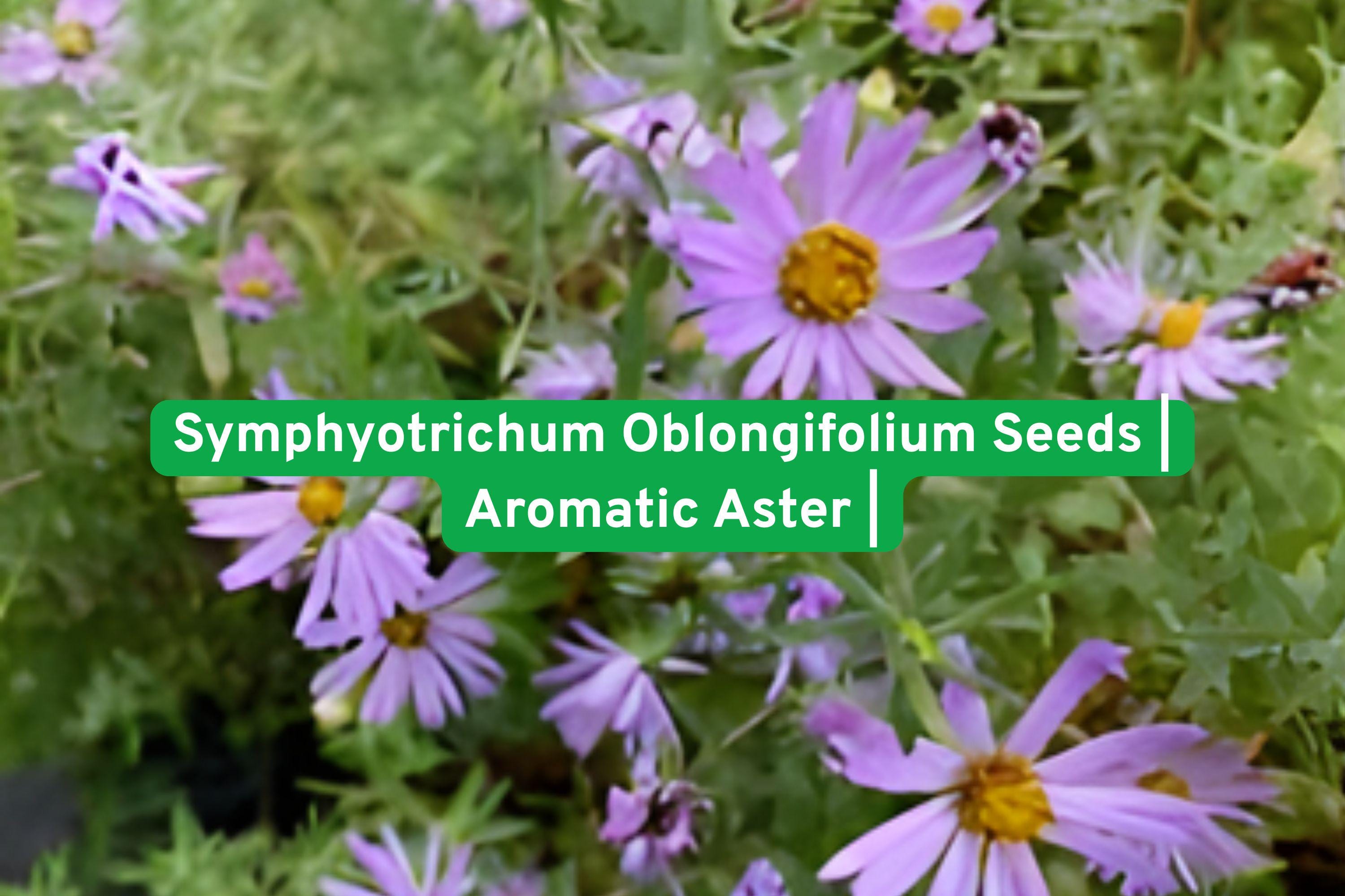 Symphyotrichum oblongifolium Seeds | Aromatic Aster Perennial Wildflower for Pollinators & Native Gardens
