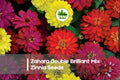 Zinnia Seeds + 100+ Zahara Double Brilliant Mix + Bright Red, Orange, Yellow Blooms + Zinnia marylandica
