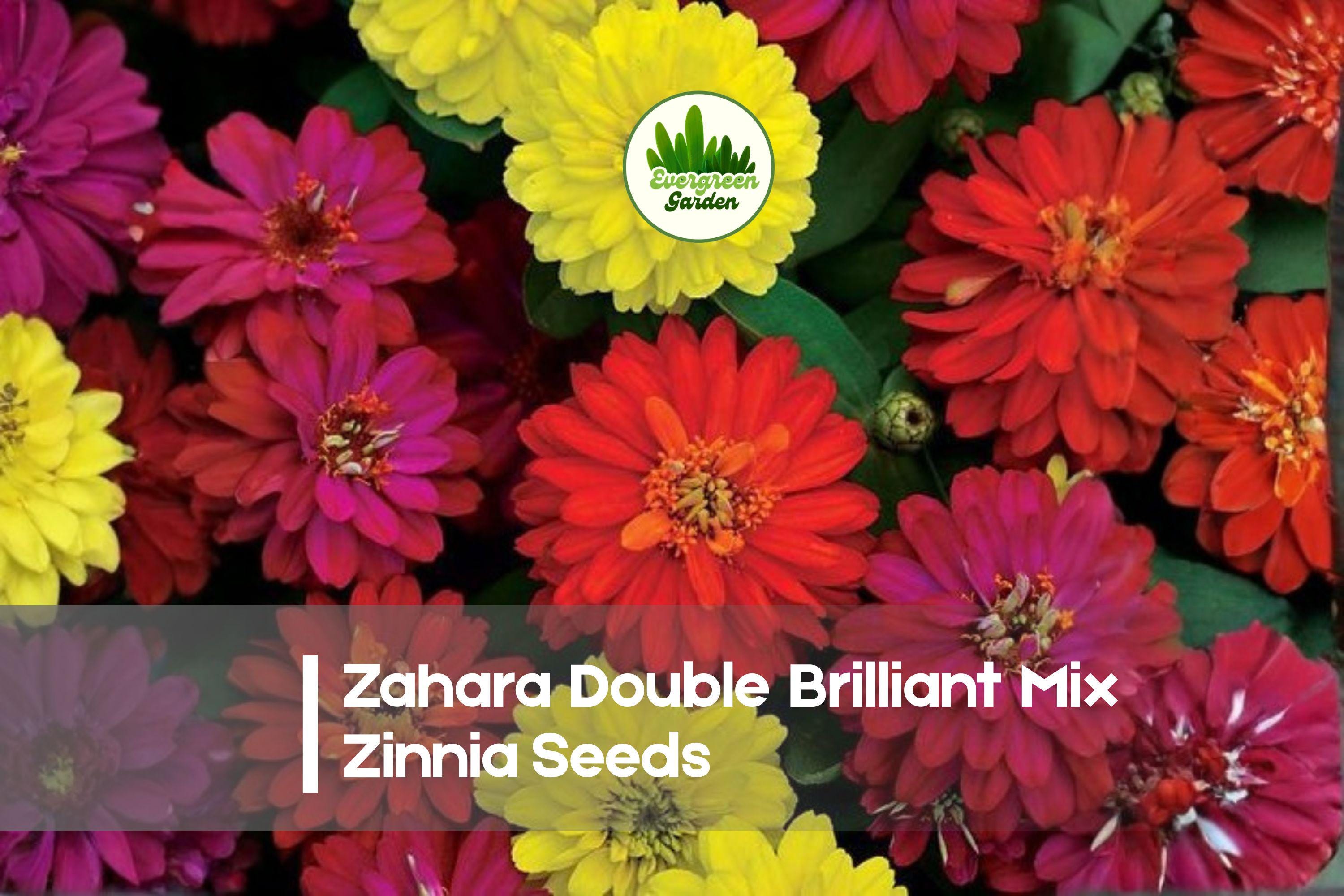 Zinnia Seeds + 100+ Zahara Double Brilliant Mix + Bright Red, Orange, Yellow Blooms + Zinnia marylandica