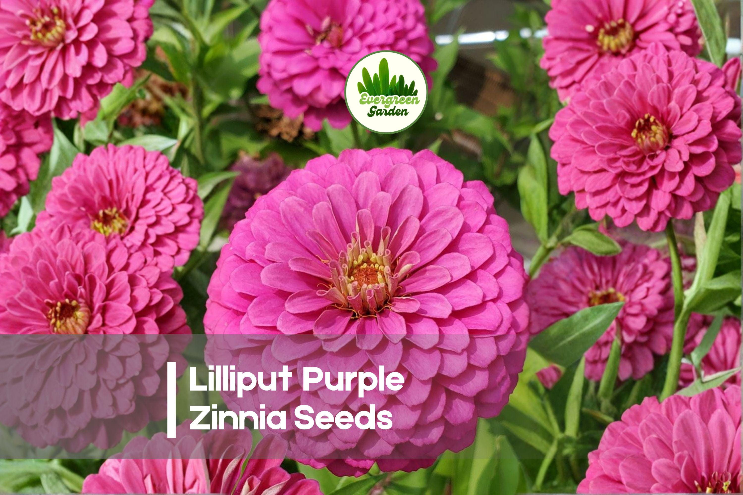 Lilliput Purple Zinnia Seeds – Compact Annual with Double Purple Blooms, Zinnia elegans, Butterfly & Pollinator Friendly, 100+ Seeds
