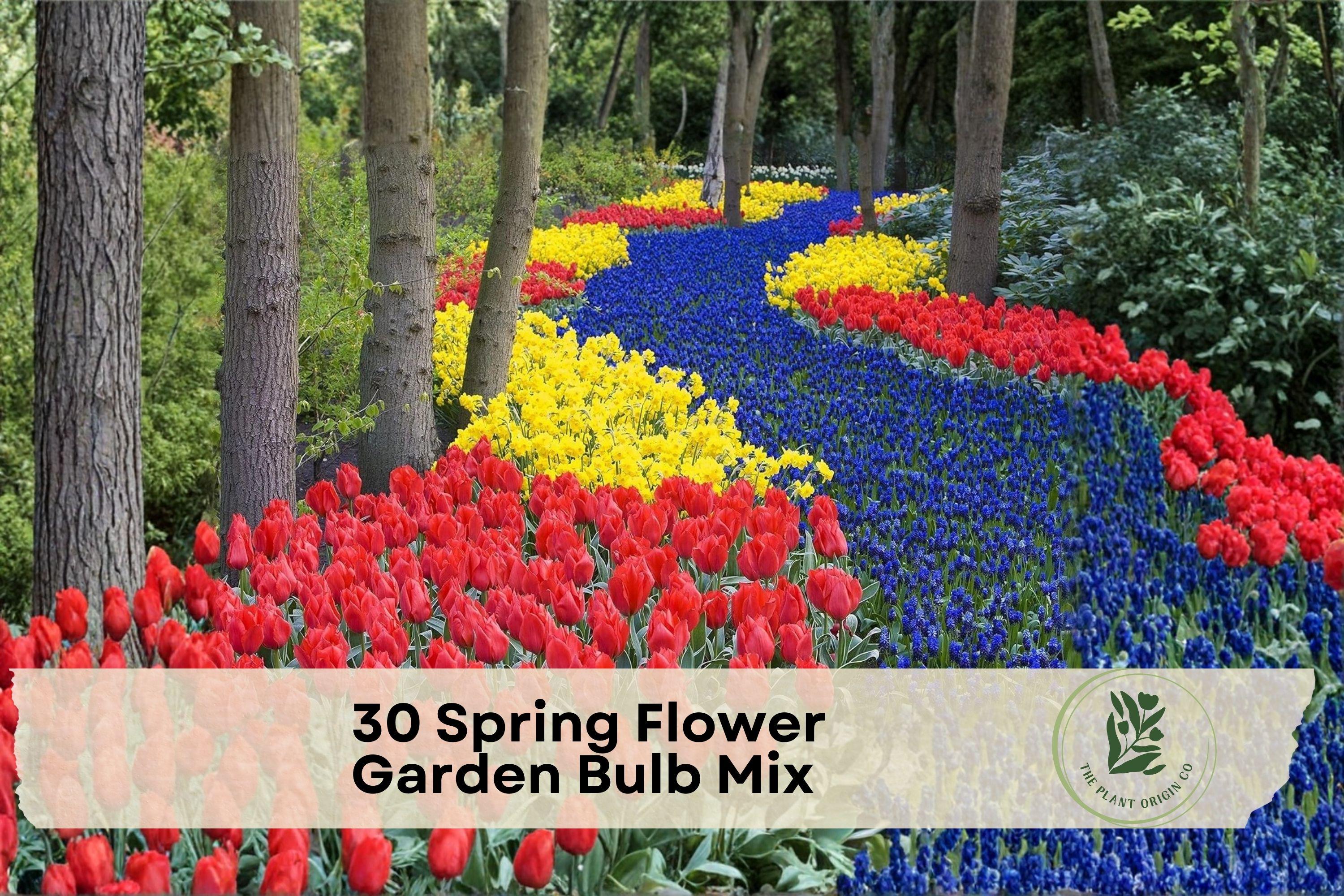 Spring Flower Garden Bulb Mix – 30 Perennial Bulbs with Tulips, Daffodils & Blue Muscari for Outdoor Gardens