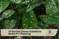 10 Florida Clown Caladium Bulbs for Planting, Tropical Foliage, Shade Garden, Container Planting, Bright Color