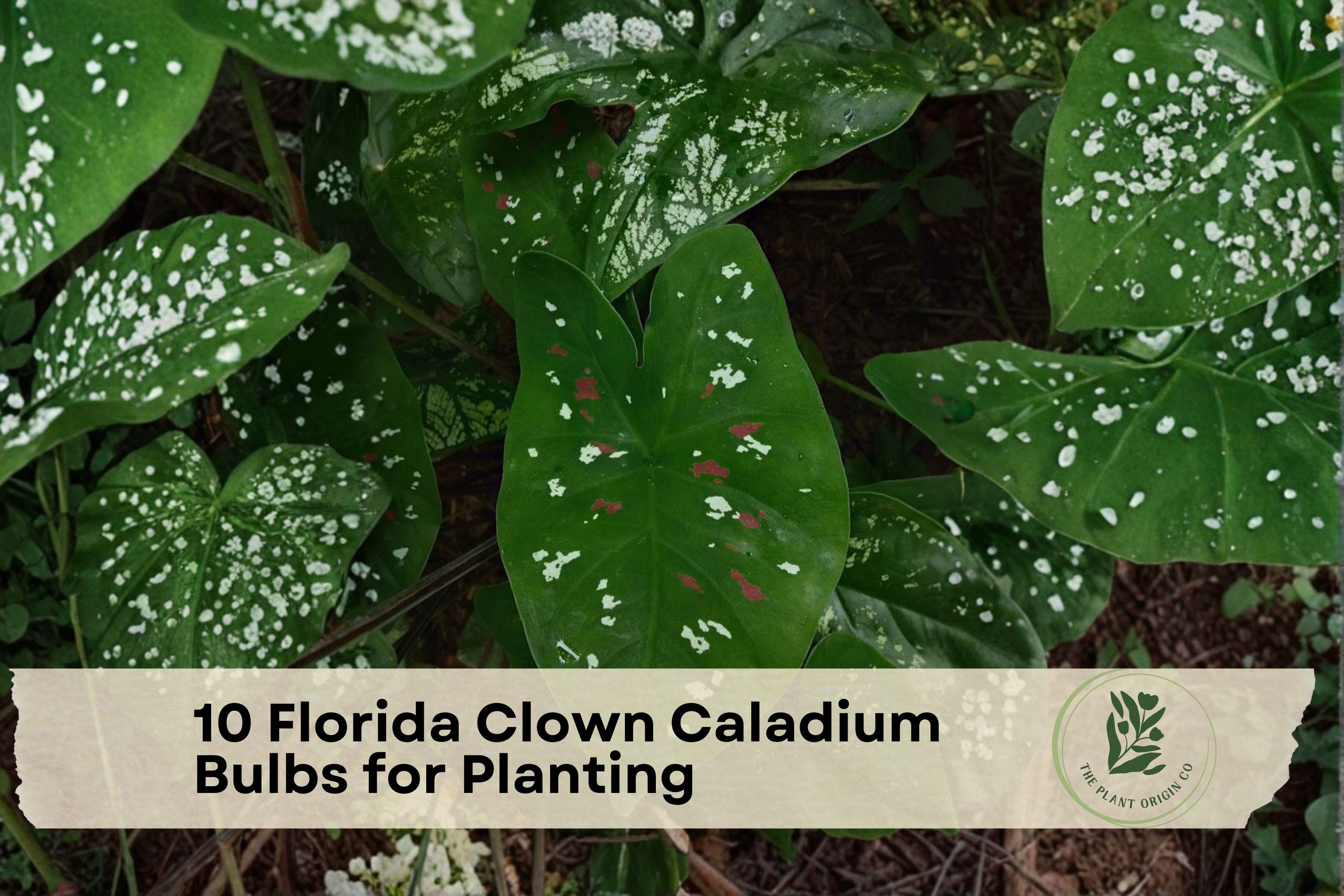 10 Florida Clown Caladium Bulbs for Planting, Tropical Foliage, Shade Garden, Container Planting, Bright Color