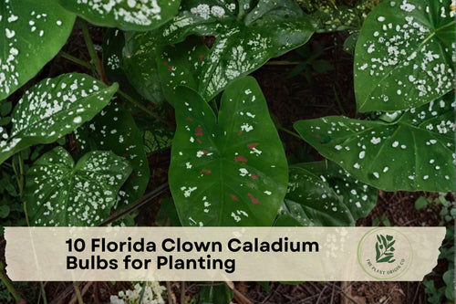 10 Florida Clown Caladium Bulbs for Planting, Tropical Foliage, Shade Garden, Container Planting, Bright Color