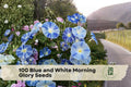 Blue and White Morning Glory Seeds - Fast-Growing Climbing Flowering Vine for Trellises and Fences, Ipomoea tricolor