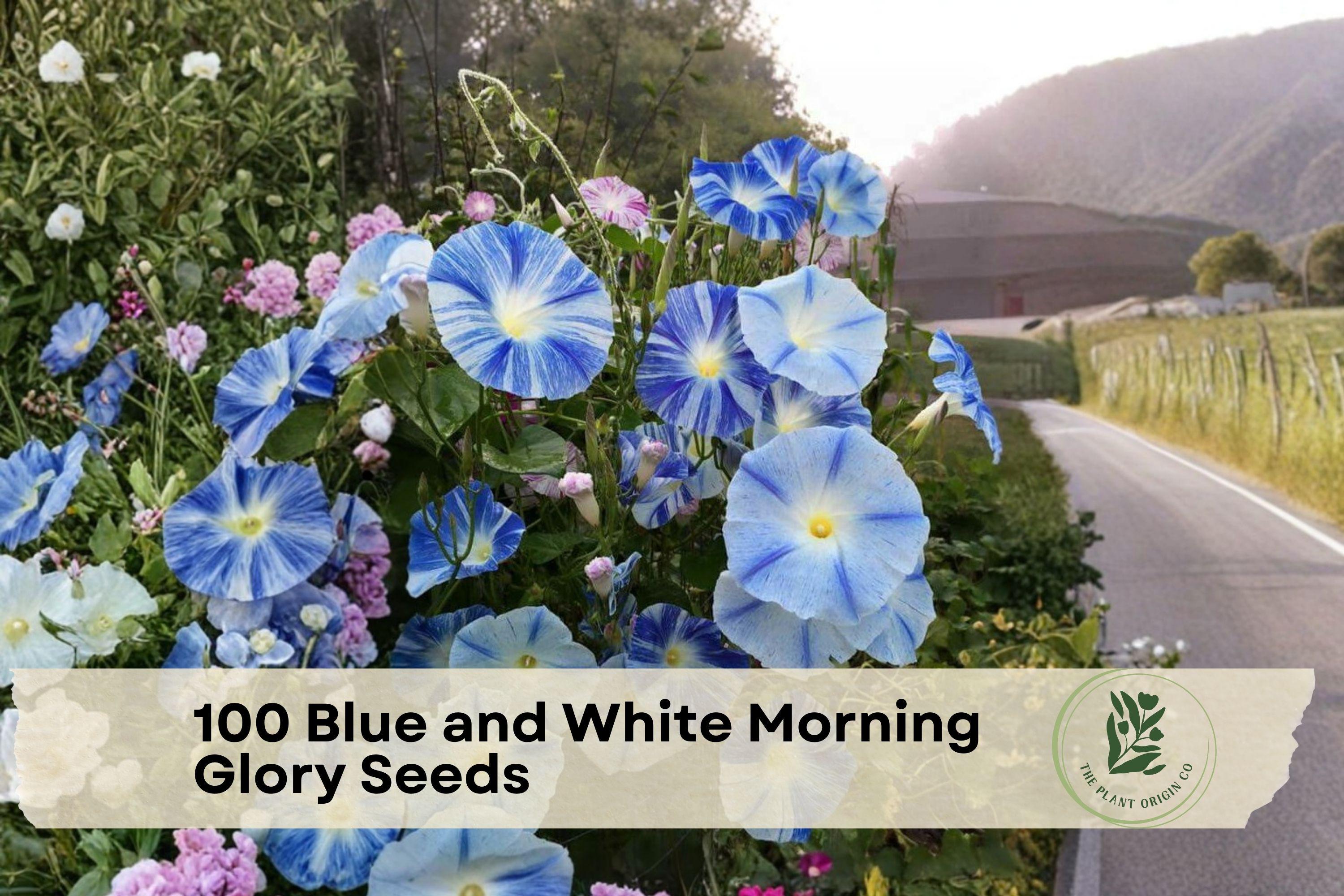 Blue and White Morning Glory Seeds - Fast-Growing Climbing Flowering Vine for Trellises and Fences, Ipomoea tricolor