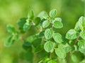 Italian Oregano Herb Seeds - 100 Non-GMO, Heirloom, Culinary & Pollinator Plant - Origanum vulgare