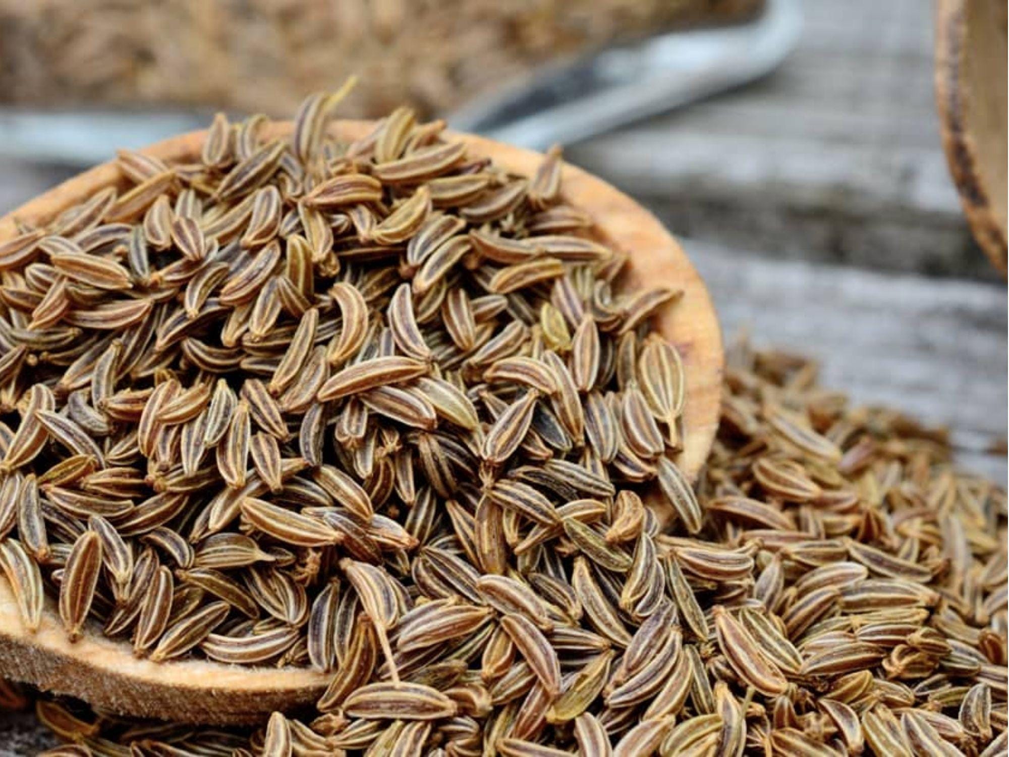 Caraway Seeds – 300 Heirloom Non-GMO Culinary Herb & Pollinator Plant – Carum carvi