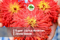 Super Cactus Redman Zinnia Seeds, Zinnia elegans, Red-Orange, Flowering Annual for Cut Flowers & Gardens