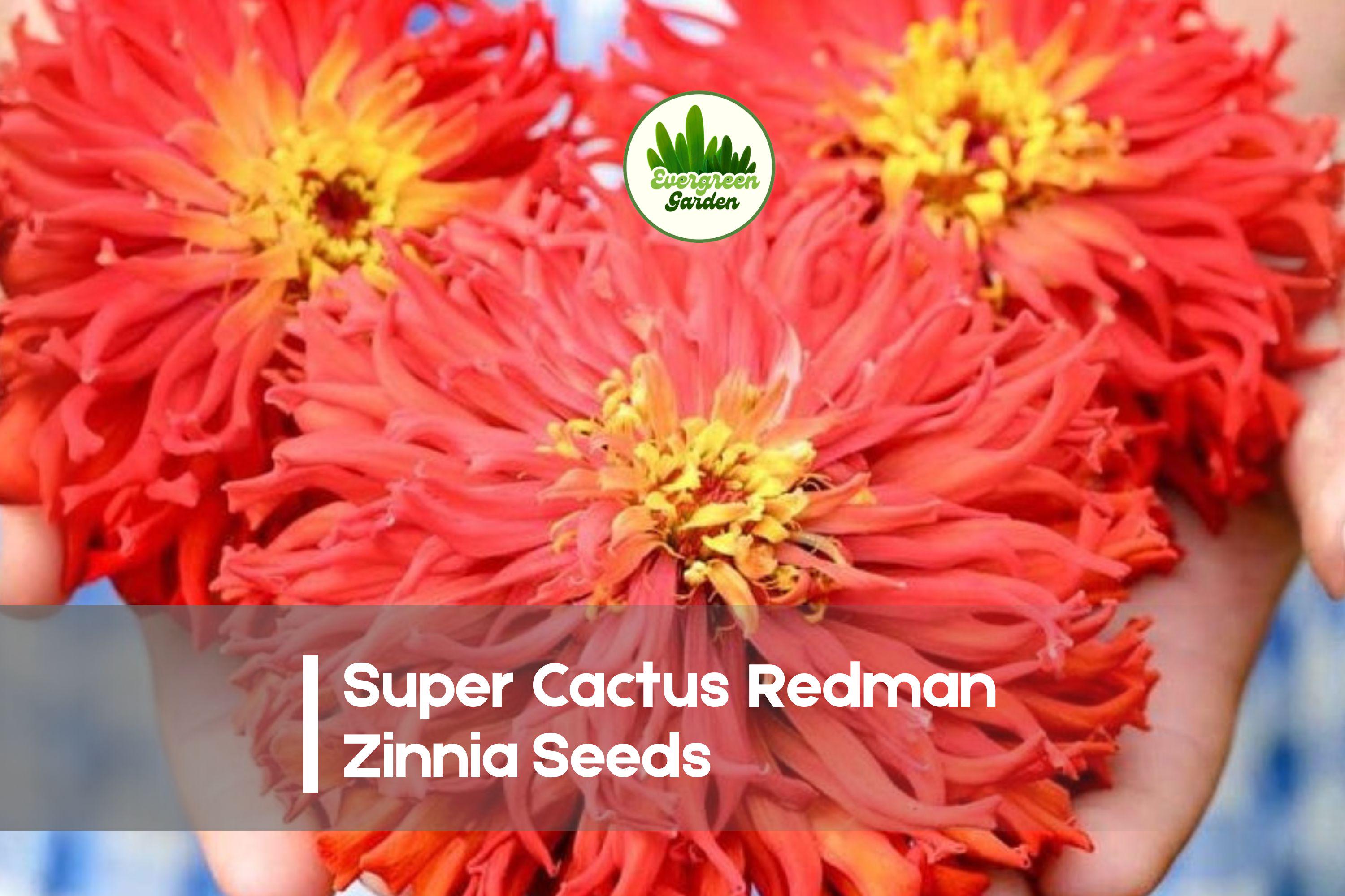 Super Cactus Redman Zinnia Seeds, Zinnia elegans, Red-Orange, Flowering Annual for Cut Flowers & Gardens