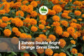 100+ Zahara Double Bright Orange Zinnia Seeds - Bright Orange Flowering Annual for Garden Borders & Containers