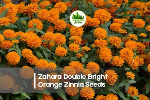 100+ Zahara Double Bright Orange Zinnia Seeds - Bright Orange Flowering Annual for Garden Borders & Containers
