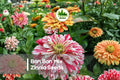 100+ Bon Bon Mix Zinnia Seeds – Compact, Double Blooms, Bright Colors, Zinnia elegans, Pollinator-Friendly Flower Seeds