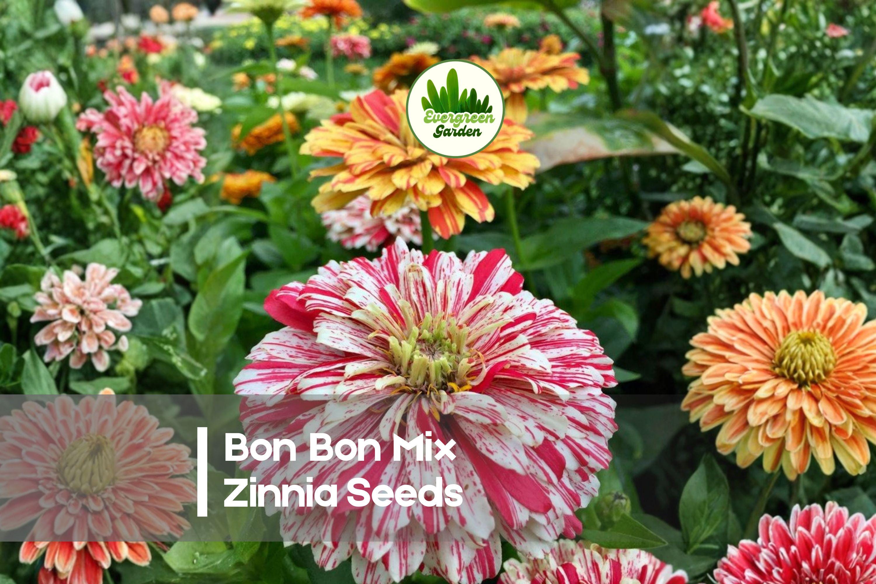 100+ Bon Bon Mix Zinnia Seeds – Compact, Double Blooms, Bright Colors, Zinnia elegans, Pollinator-Friendly Flower Seeds
