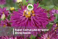 Super Cactus Lilac Emperor Zinnia Seeds | Flowering Annual | Lilac, Lavender, Rosy Purple Blooms | Zinnia elegans