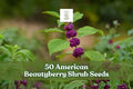 American Beautyberry Seeds – Callicarpa americana Ornamental Shrub with Purple Berries, Native Garden Planting Seeds, 50 Pack