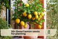 Dwarf Lemon Tree Seeds for Planting | Citrus limon | Bonsai & Container Growing