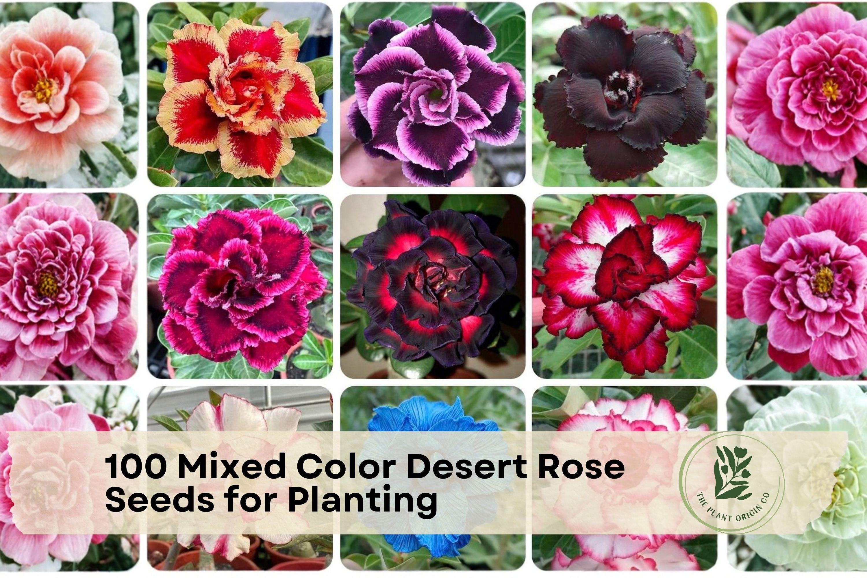 Mixed Color Desert Rose Seeds for Planting - Adenium obesum Succulent, Ornamental Flowering Plant, Container & Bonsai Gardening
