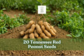 20 Tennessee Red Peanut Seeds for Garden Planting, Arachis hypogaea, Warm-Season Outdoor Crop