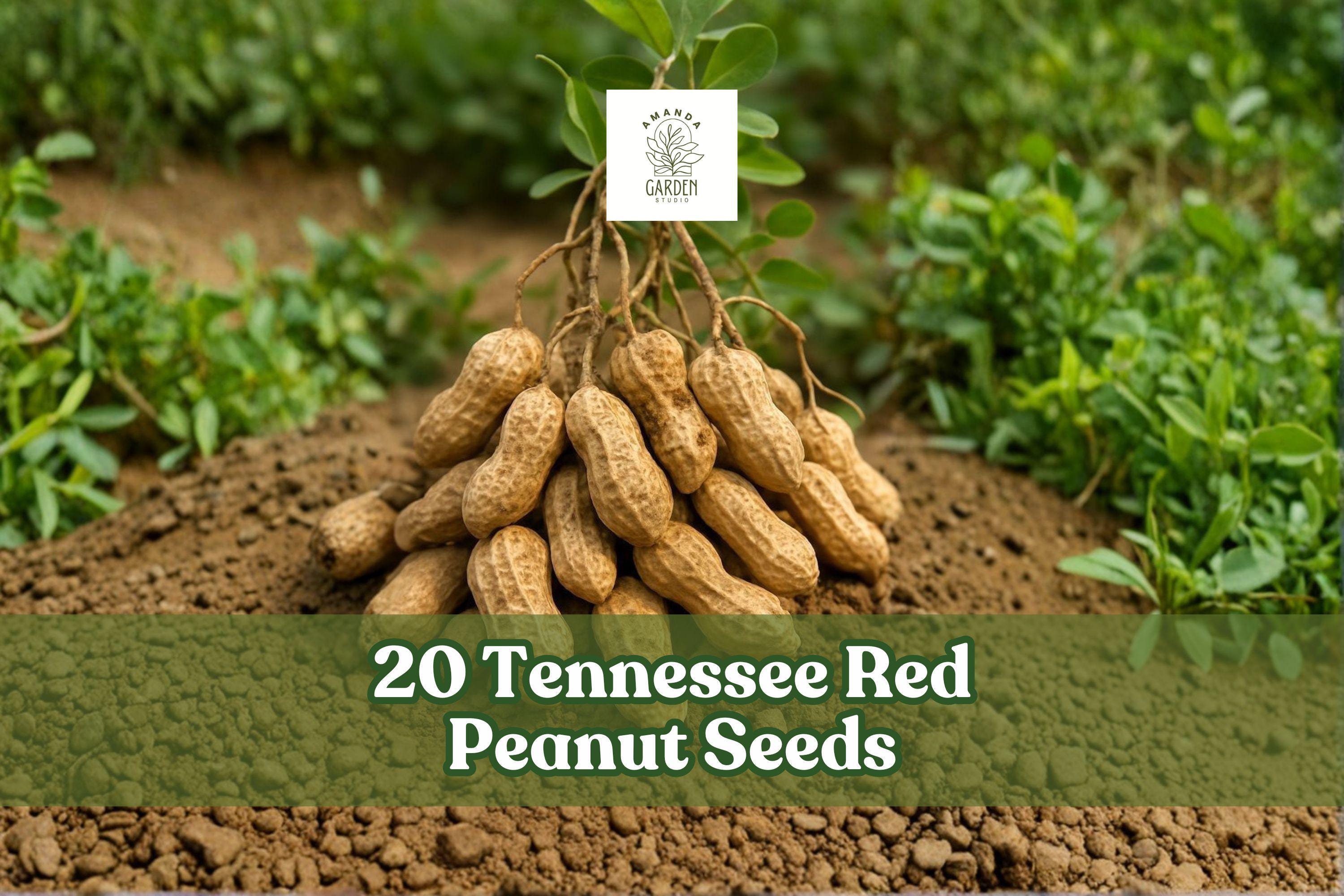 20 Tennessee Red Peanut Seeds for Garden Planting, Arachis hypogaea, Warm-Season Outdoor Crop