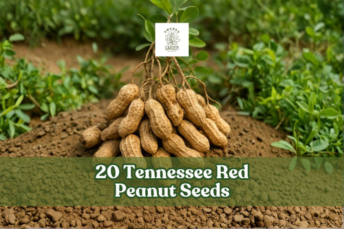 20 Tennessee Red Peanut Seeds for Garden Planting, Arachis hypogaea, Warm-Season Outdoor Crop