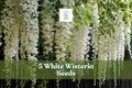 White Wisteria Seeds – Flowering Climbing Vine, Cascading White Blooms, Wisteria sinensis ‘Alba’, Garden Planting Seeds
