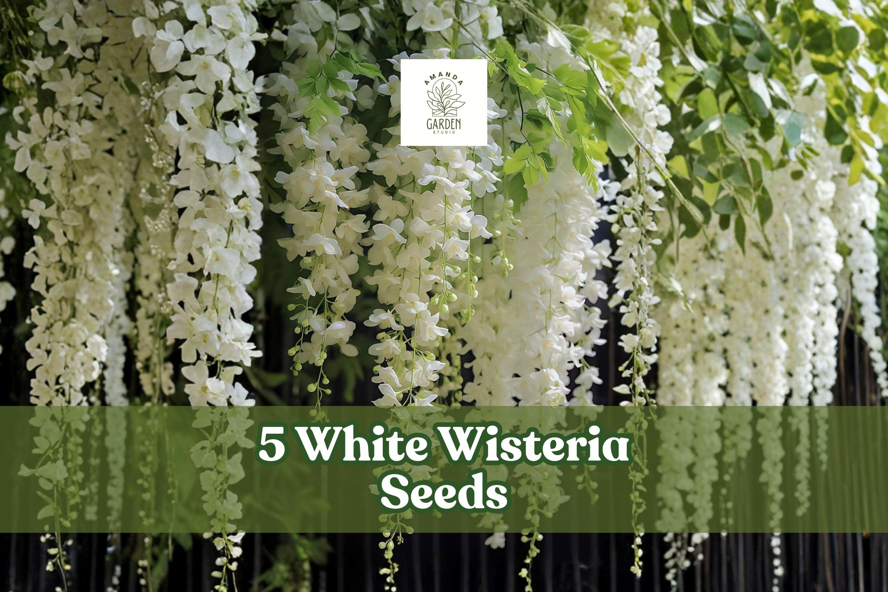 White Wisteria Seeds – Flowering Climbing Vine, Cascading White Blooms, Wisteria sinensis ‘Alba’, Garden Planting Seeds