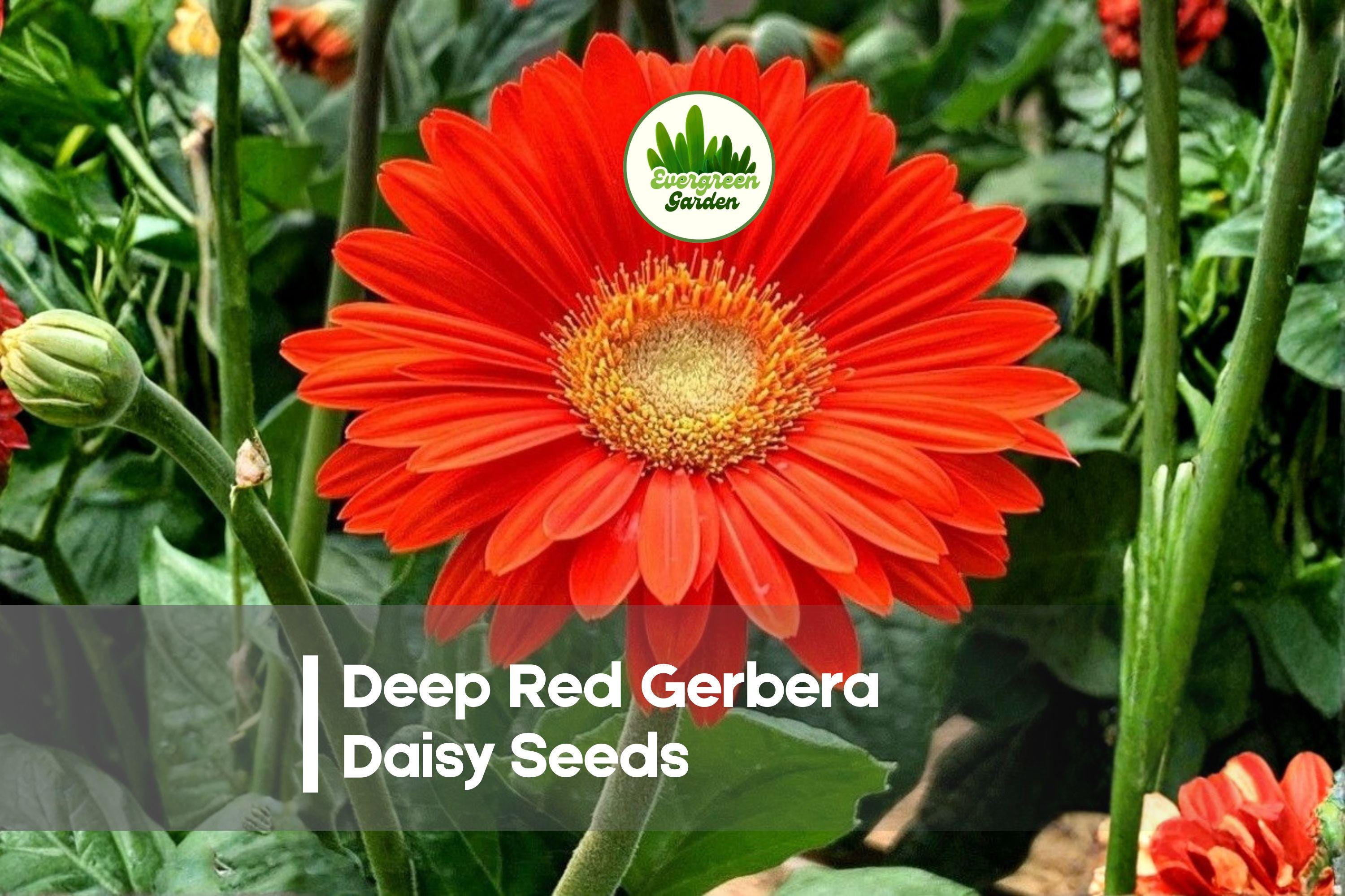 Deep Red Gerbera Daisy Seeds | Gerbera jamesonii | Vibrant Red Blooms for Gardens & Containers