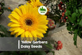 200+ Yellow Gerbera Daisy Seeds, Bright Yellow Blooms, Gerbera jamesonii, Perennial/Annual Garden Flowers