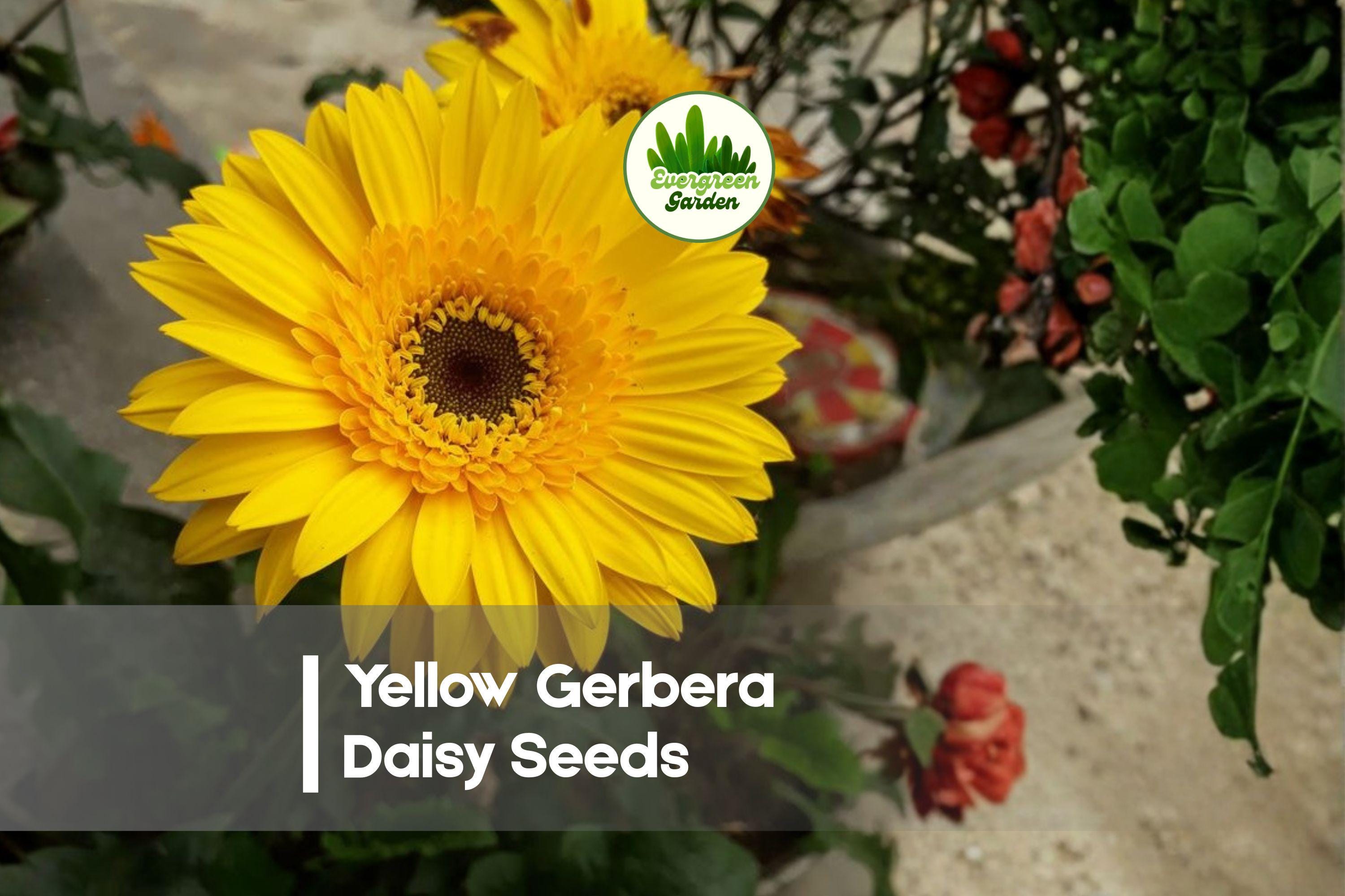 200+ Yellow Gerbera Daisy Seeds, Bright Yellow Blooms, Gerbera jamesonii, Perennial/Annual Garden Flowers