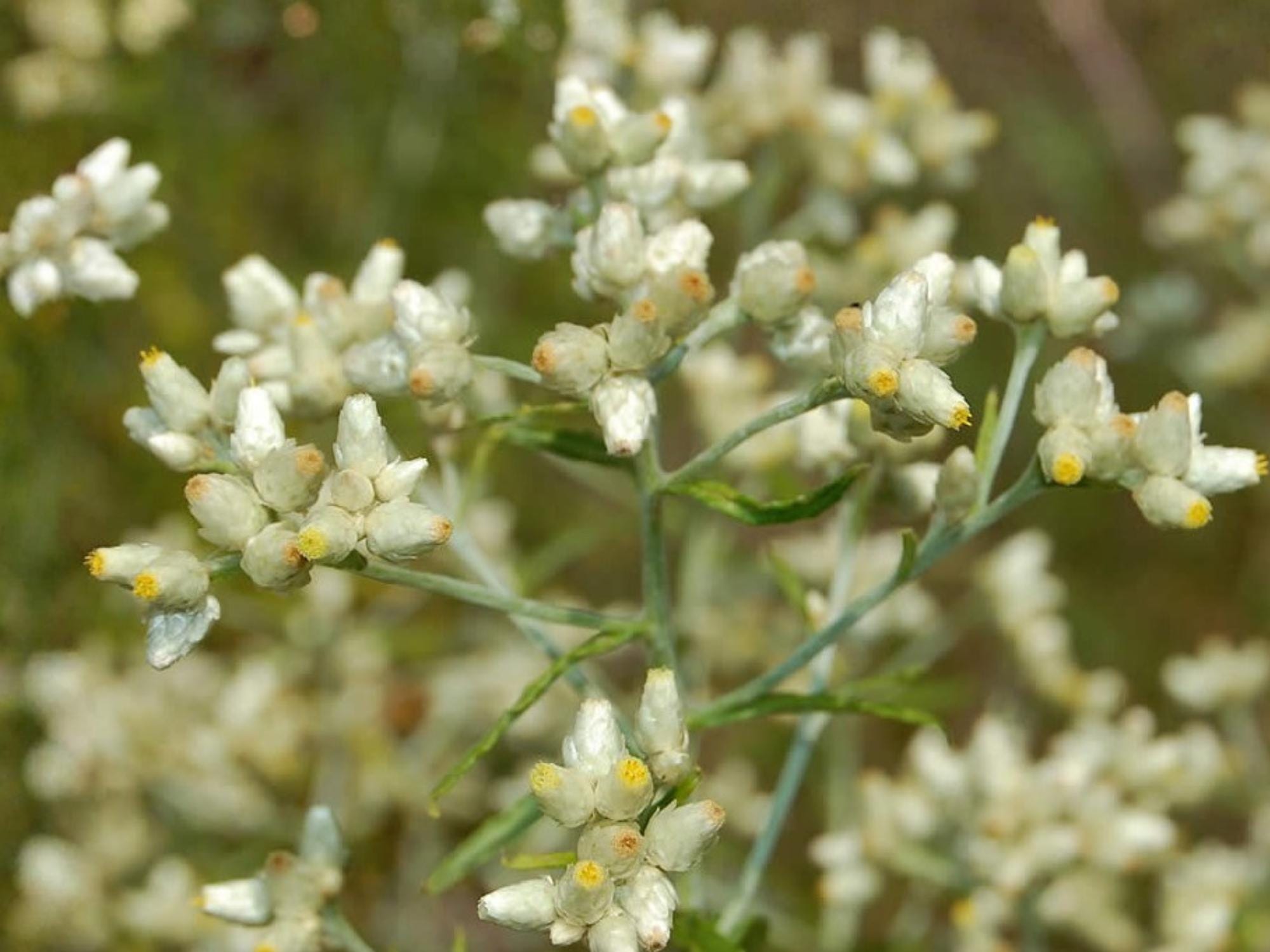 Sweet Everlasting Seeds – Pseudognaphalium flowering plant, medicinal herb, non-GMO, 500 seeds for native gardens, herbal remedies, pollinator support