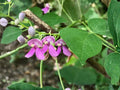 Wild Kidney Bean Vine Seeds – Phaseolus polystachios Native Perennial Flowering Pollinator Plant, Twining Vine for Gardens & Restoration