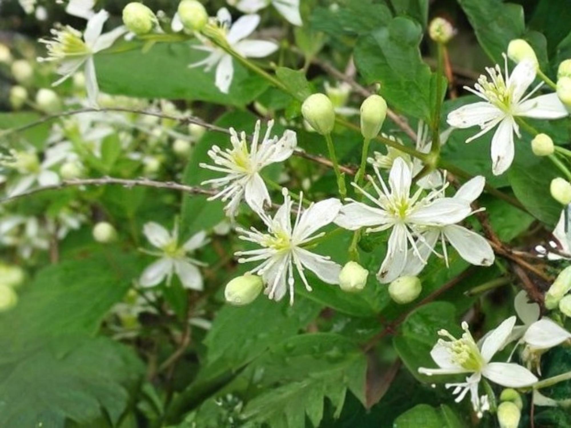 Clematis virginiana Seeds – Virgin’s Bower Native Flowering Vine with White Flowers, Pollinator-Friendly, 50 Seeds