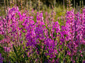 Fireweed Seeds – Native Wildflower, Pink Flowering Perennial, Pollinator Support, Chamaenerion angustifolium, 100 Seeds