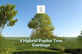Hybrid Poplar Tree Cuttings – 4 Live Deciduous Landscape Plants for Privacy, Shade, and Landscaping – Populus hybrid