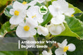 25+ Ambassador White Begonia Seeds | Compact Flowering Annual | Begonia semperflorens for Shaded Gardens & Containers