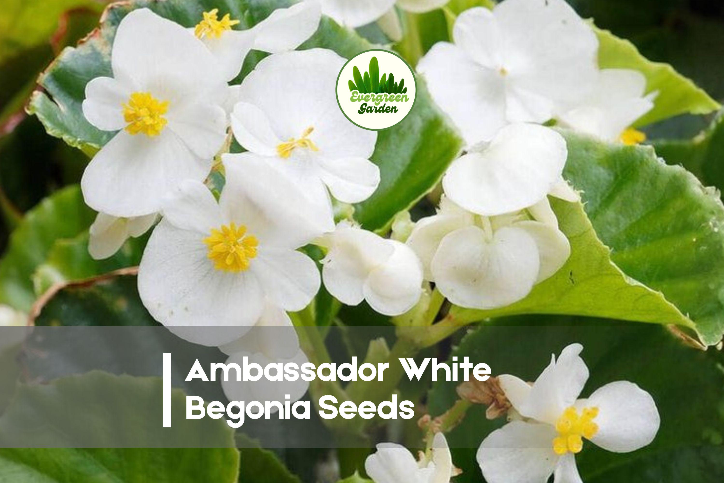 25+ Ambassador White Begonia Seeds | Compact Flowering Annual | Begonia semperflorens for Shaded Gardens & Containers