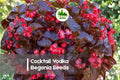25+ Cocktail Vodka Begonia Seeds | Bright Red Flowers & Bronze Foliage | Begonia semperflorens for Shade Gardens & Containers