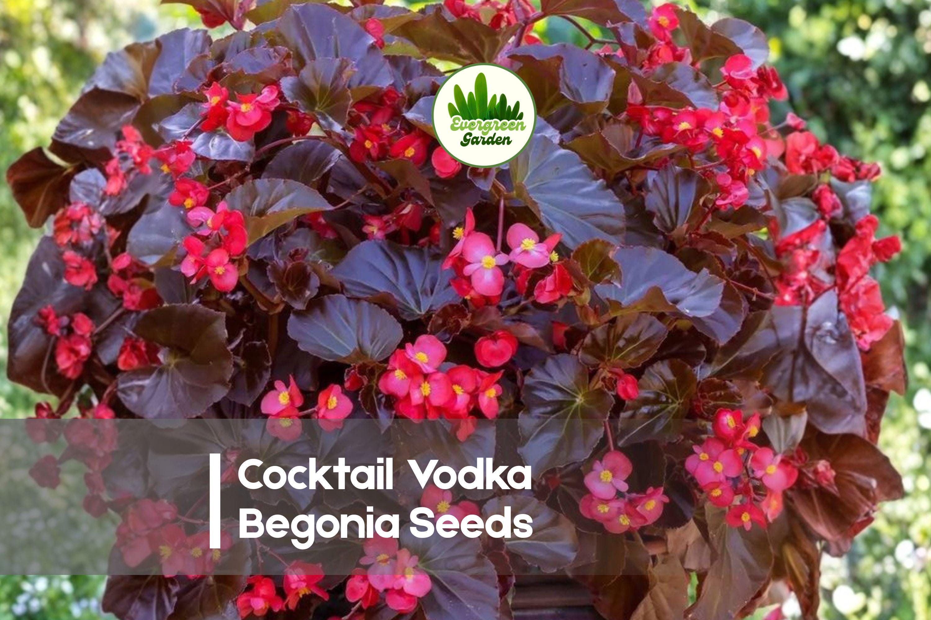 25+ Cocktail Vodka Begonia Seeds | Bright Red Flowers & Bronze Foliage | Begonia semperflorens for Shade Gardens & Containers
