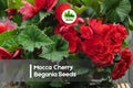 25+ Mocca Cherry Begonia Seeds – Deep Red Double Blooms, Bronze Foliage, Shade Garden, Container Planting, Begonia × tuberhybrida