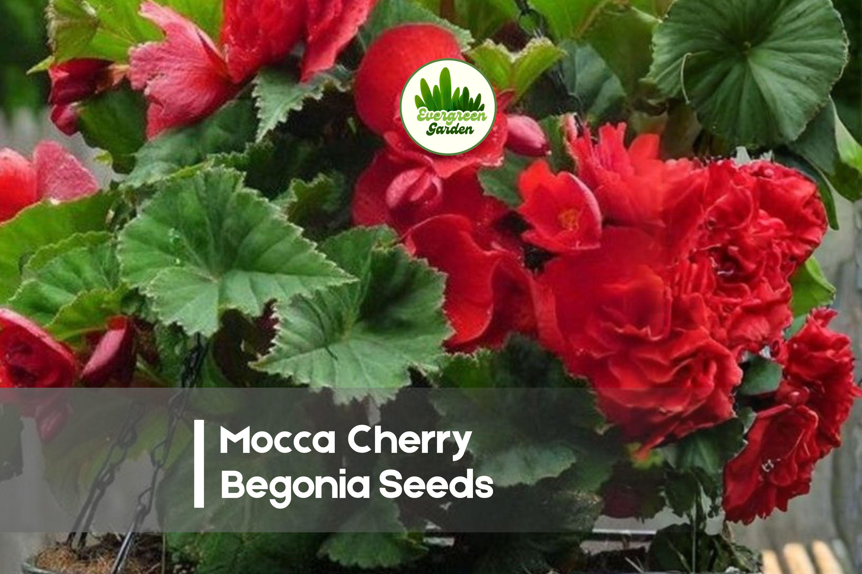 25+ Mocca Cherry Begonia Seeds – Deep Red Double Blooms, Bronze Foliage, Shade Garden, Container Planting, Begonia × tuberhybrida