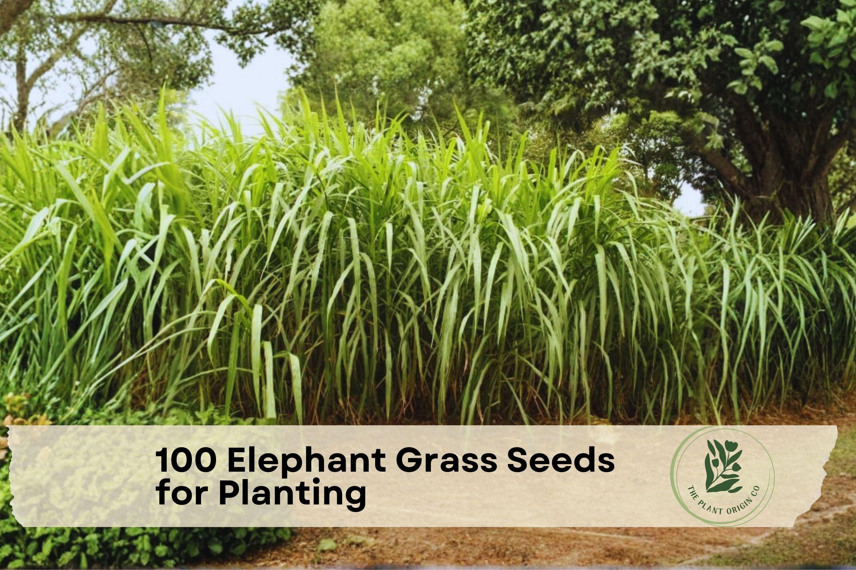 Elephant Grass Seeds for Planting | Tall Ornamental Cenchrus purpureus | Landscaping & Screening Seeds